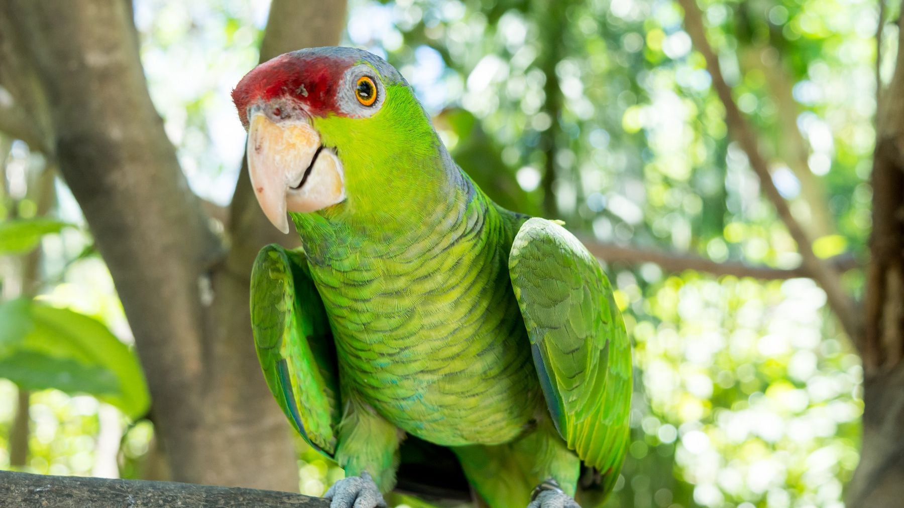 Birdwatching in Puerto Vallarta