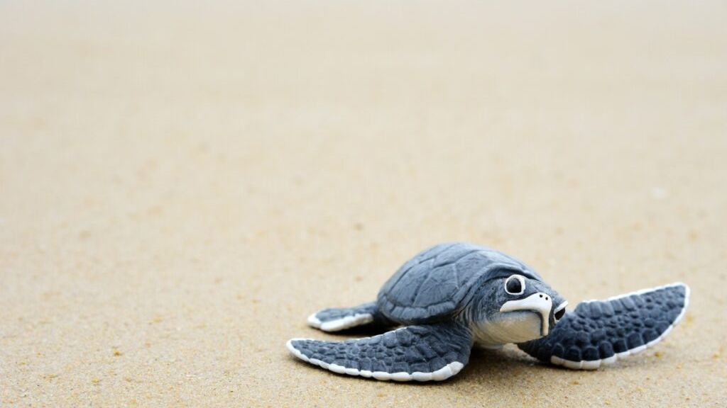 Es hora de ayudar a las tortugas en Puerto Vallarta